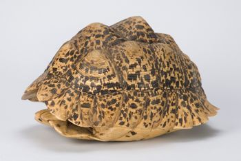 Media type: image;   Herpetology R-18156 Description: Image taken for Time and Time Again exhibit at Collection of Historical Scientific Instruments.;